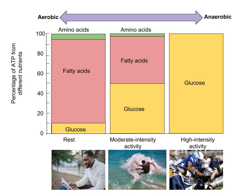 Image depicts the effects of exercise intensity on the amount of ATP generated from different nutrients in the human body