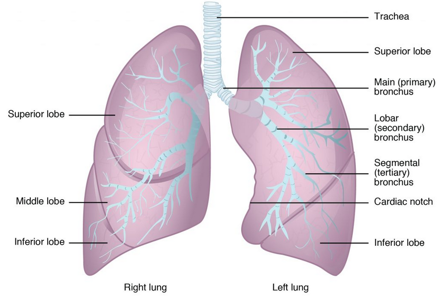 Image showing the basic structure of the right and left lungs, including lobs, bronchus, and bronchioles leading to alveolar sacs.