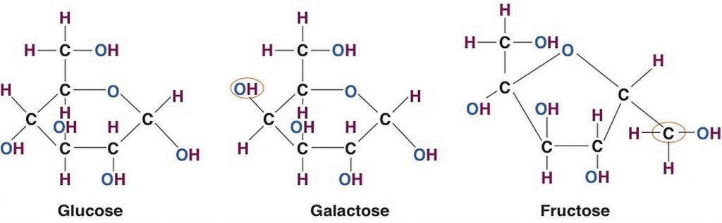 Molecular Structures of the Three Most Common Monosaccharides: Glucose, Galactose, and Fructose