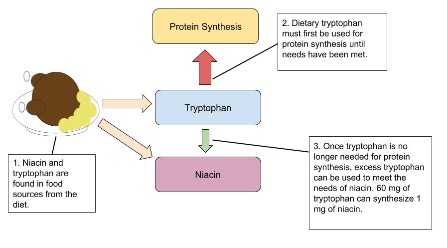 Diagram showing the role of tryptophan in food sources in protein synthesis and niacin generation in the human body.