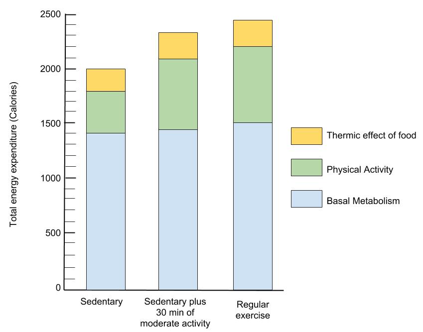 Graph shows the effect of physical activity on energy expenditure