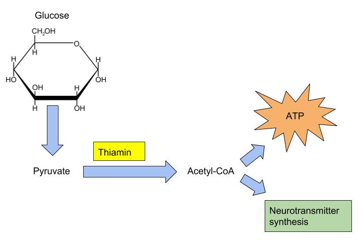Diagram showing the role of thiamin in the synthesis of neurotransmitters