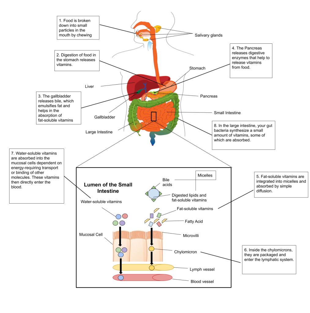 Image demonstrating the process of ingestion of food and absorption of fat and water soluble vitamins in the human body