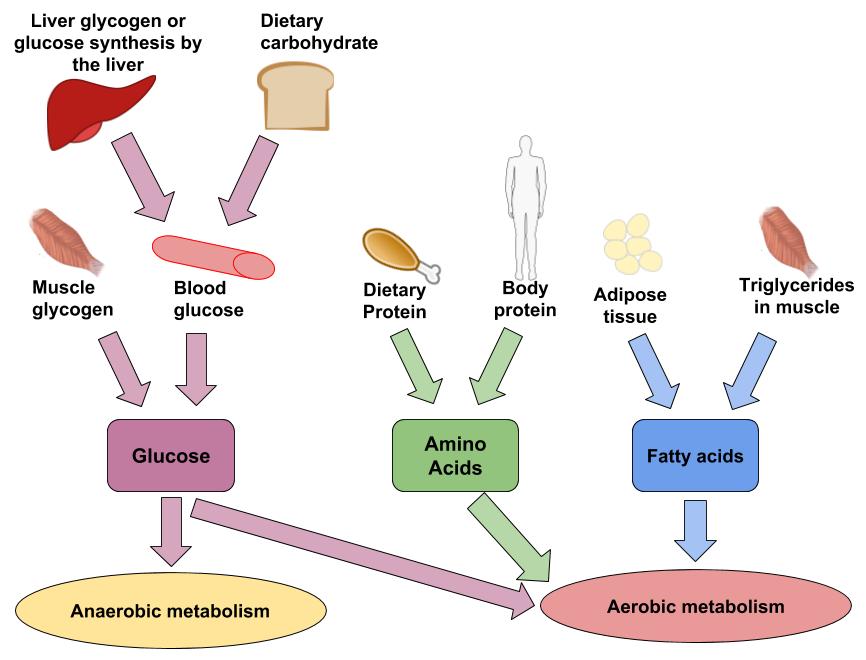 Drawing depicts the fuel sources for anaerobic and aerobic metabolism