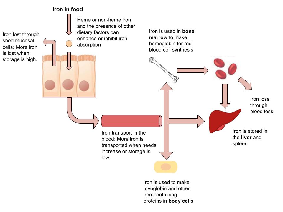 Diagram showing the absorption of iron from food in the body