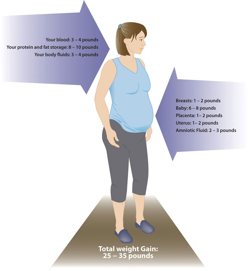 Figure of woman with labels of areas of weight gain during pregnancy