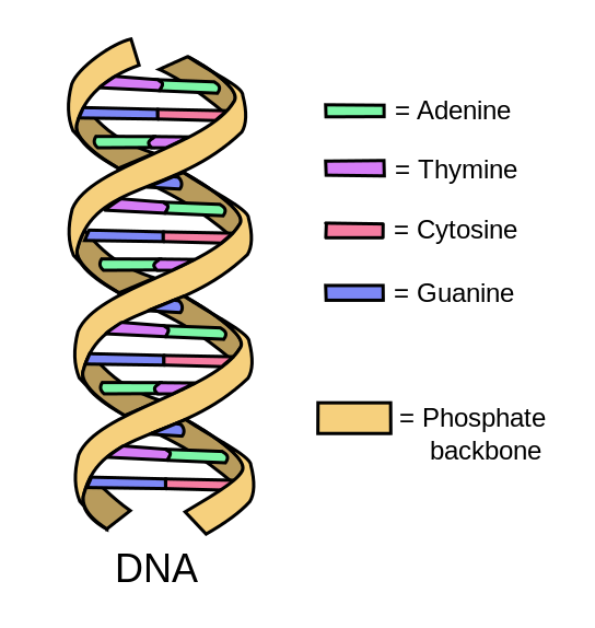 Diagram of double-stranded DNA showing the organization of phosphate in yellow, guanine in blue, cytosine in red, thymine in purple, and adenine in green