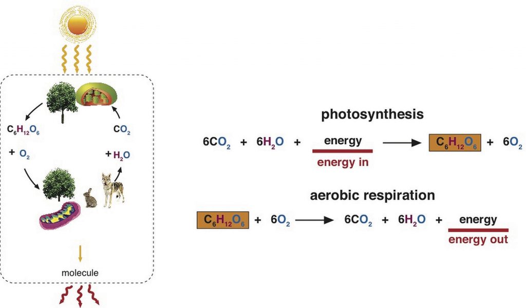 Illustration of how energy flows from sun to plants to animals