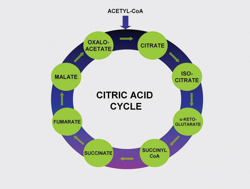 Diagram showing the citric acid cycle, in which pantothenic acid (vitamin B5) makes up coenzyme A, and coenzyme A carries the carbons of glucose, fatty acids, and amino acids into the citric acid cycle as Acetyl-CoA.