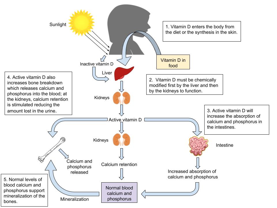 Diagram showing the functions of Vitamin D in the body