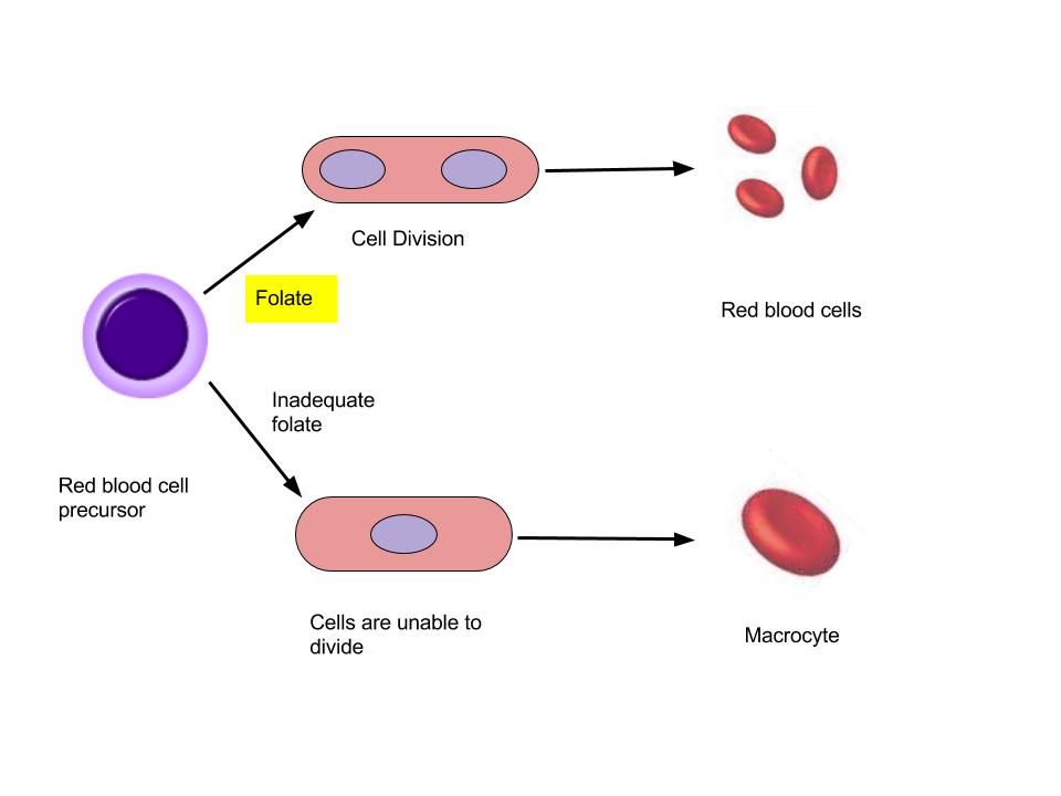Diagram showing the role of folate in the prevention of macrocytic anemia
