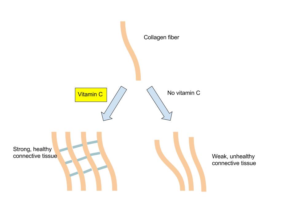 Diagram showing the role of vitamin C and collagen synthesis