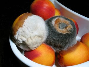 Image shows several nectarines in a bold with mold on them