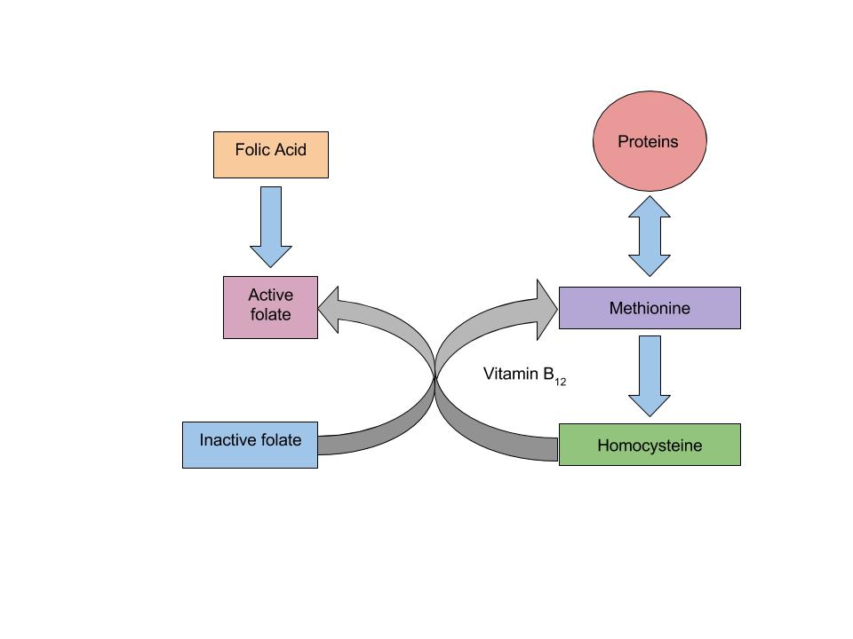 Image showing the relationship Between Folate and Vitamin B12