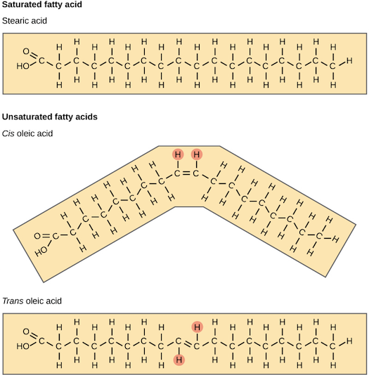 A comparison of saturated and unsaturated fatty acids is shown. Stearic acid, a saturated fatty acid, has a hydrocarbon chain seventeen residues long attached to an acetyl group. Oleic acid also has a seventeen-residue hydrocarbon chain, but a double bond exists between the eighth and ninth carbon in the chain. In cis oleic acid, the hydrogens are on the same side of the double bond. In trans oleic acid, they are on opposite sides.