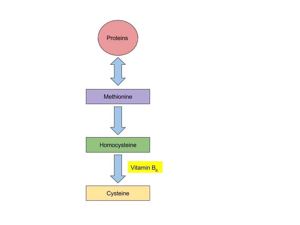 Diagram showing vitamin B6's role as a functional coenzyme