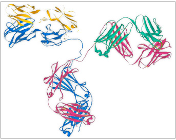 Ribbon drawing of monoclonal antibody proteins