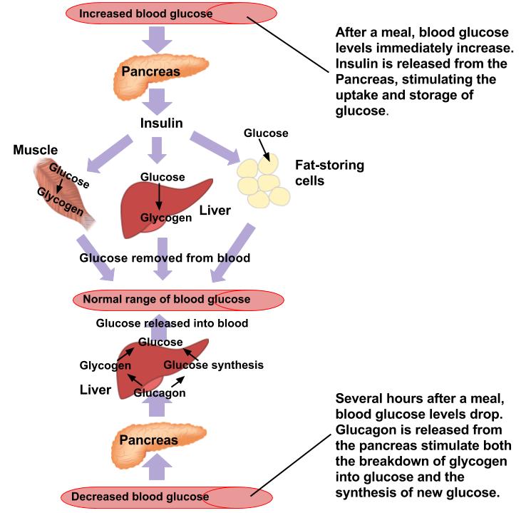 A diagram showing the increase of blood glucose levels, the release of insulin from the pancreas, the uptake and storage of glucose, and the drop in glucose levels that triggers the release of glucagon from the pancreas