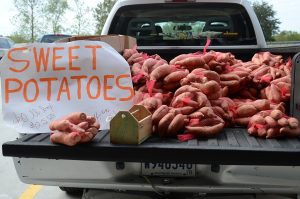Image of sweet potatoes for sale in the back of a pick-up truck at Lafourche Central Market, Raceland, Louisiana.