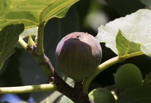 Image of a brown turkey fig on the tree