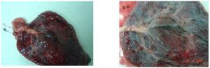 Two images of a placenta at birth.