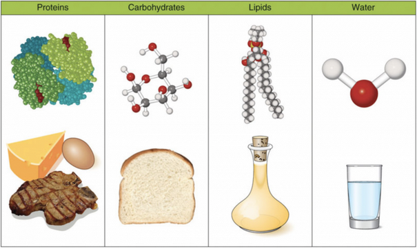 Illustration shows the four types of macronutrients: Carbohydrates, Lipids, Protein, and Water