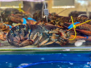 11.3.8 ImageShellfish tank