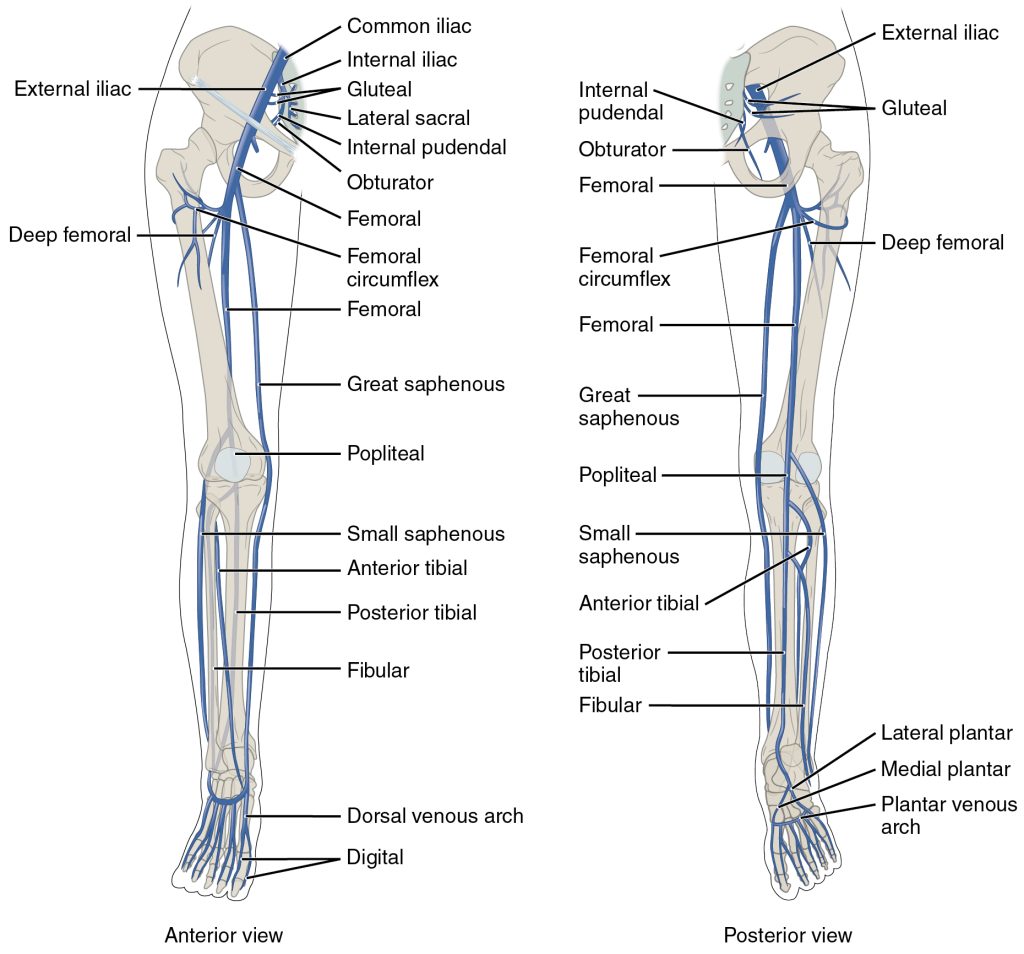 The left panel shows the anterior view of veins in the legs, and the right panel shows the posterior view