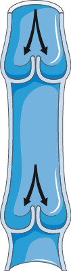 Drawing of a healthy vein with the flapped-like structure known as a valve that help prevent the backflow of blood.
