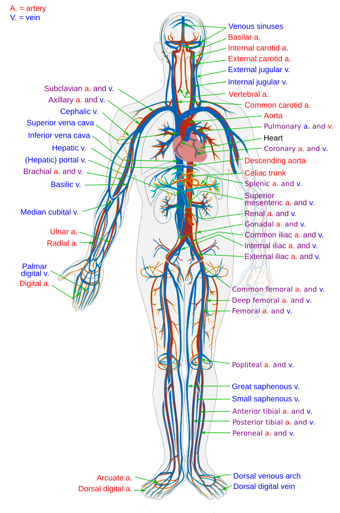 Human body diagram showing arteries and vessels across the body to demonstrate the circulatory system