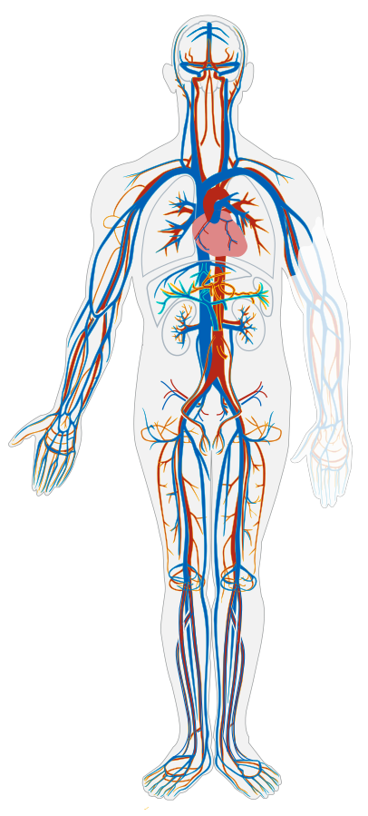 An image of a silhouetted human figure showing all the arteries in the human body