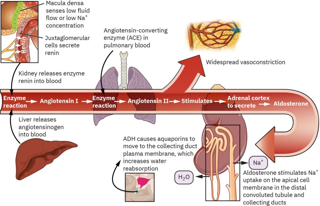 Diagram showing RAAS system path from kidneys to hypothalamus
