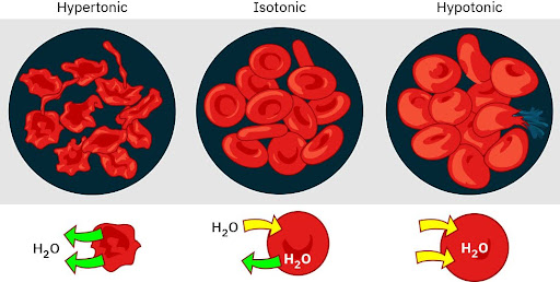 Diagram with cells showing hypotonic, isotonic, and hypertonic states