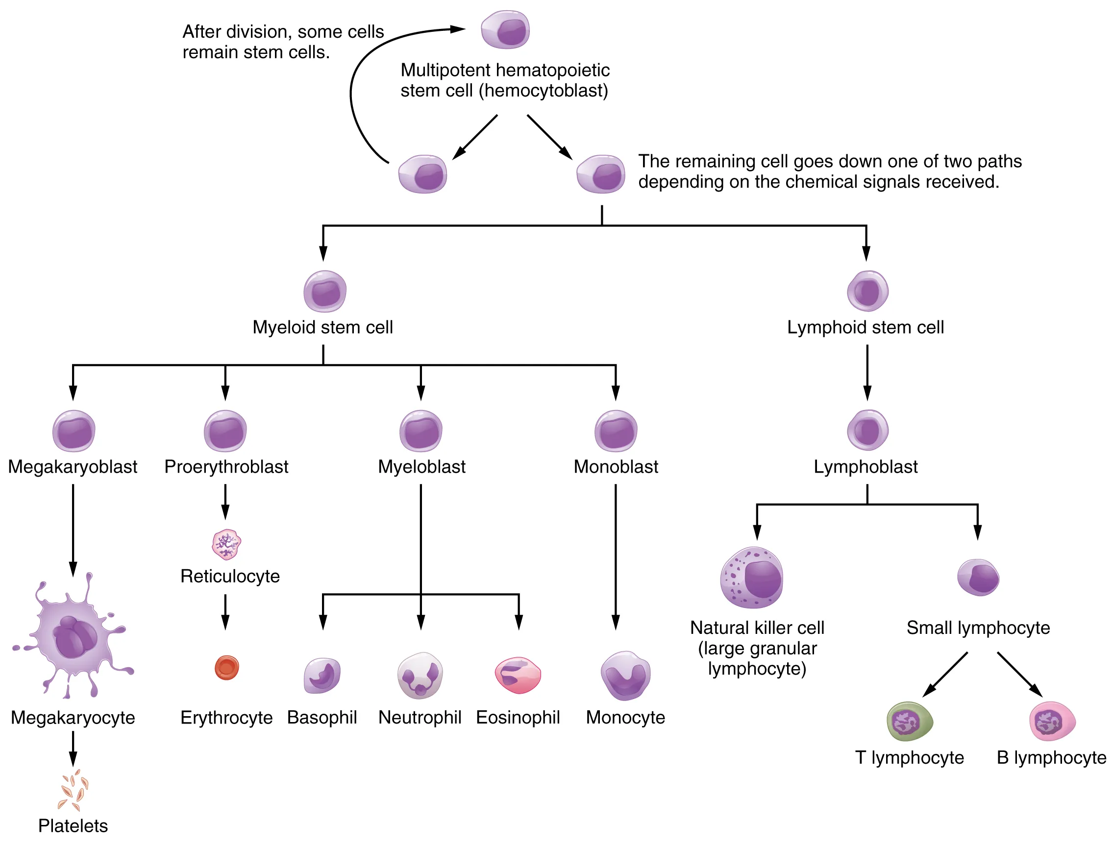 This table lists the components of blood, the percentage of each component, their site of production, and their major functions.
