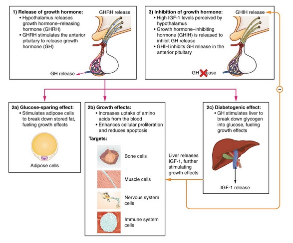 An illustration of how Hormonal Regulation of Growth Growth hormone is accelerated.
