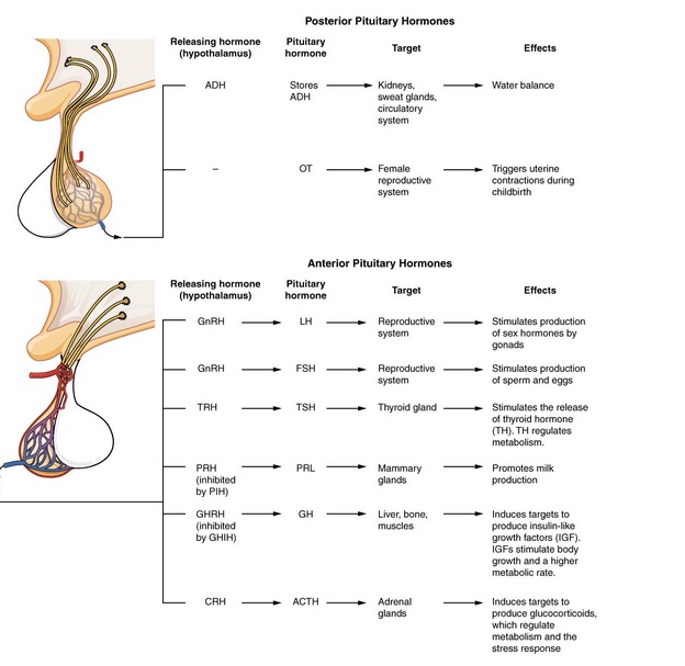 An illustration of Pituitary Hormones Major pituitary hormones and their target organs.