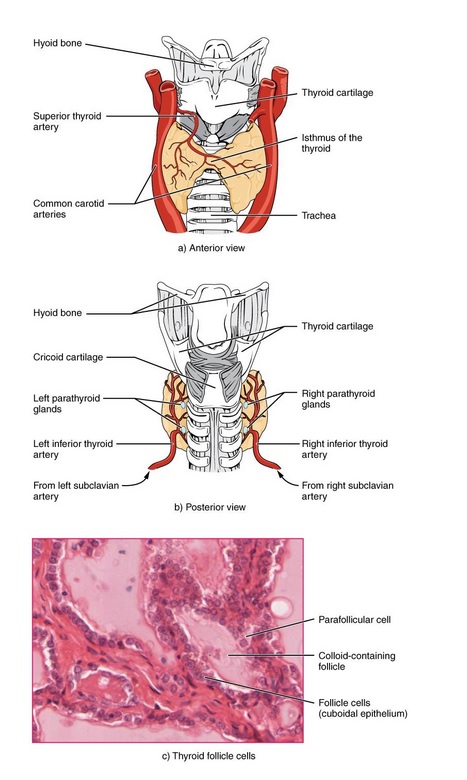 An illustration of where the thyroid gland is located.