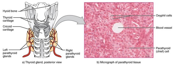 An illustration of Parathyroid Glands.