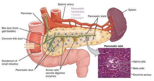 An illustration of the pancreatic exocrine function.