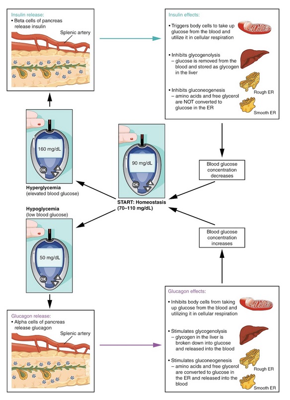 An illustration of the Homeostatic Regulation of Blood Glucose Levels