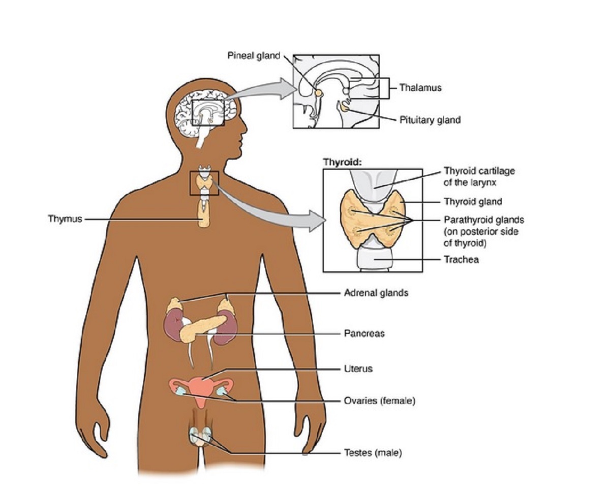A diagram of the human body with relevant organs of the Endocrine System highlighted.