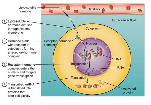 An illustration of how the Binding of Lipid-Soluble Hormones takes place.