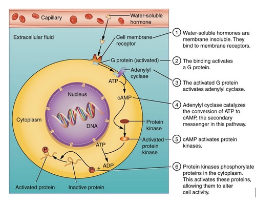 An illustration of how the binding of Water-Soluble Hormones takes place.