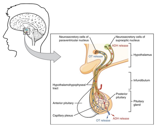 An illustration of the Posterior Pituitary Neurosecretory cells in the hypothalamus.