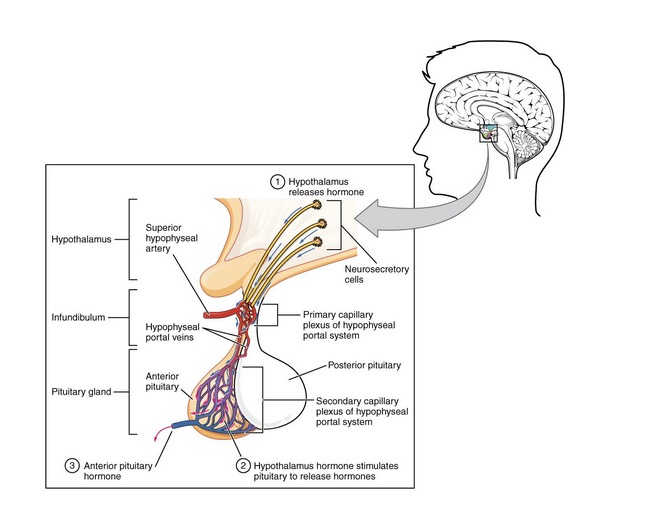 An illustration of the Anterior Pituitary and how it manufactures seven hormones.