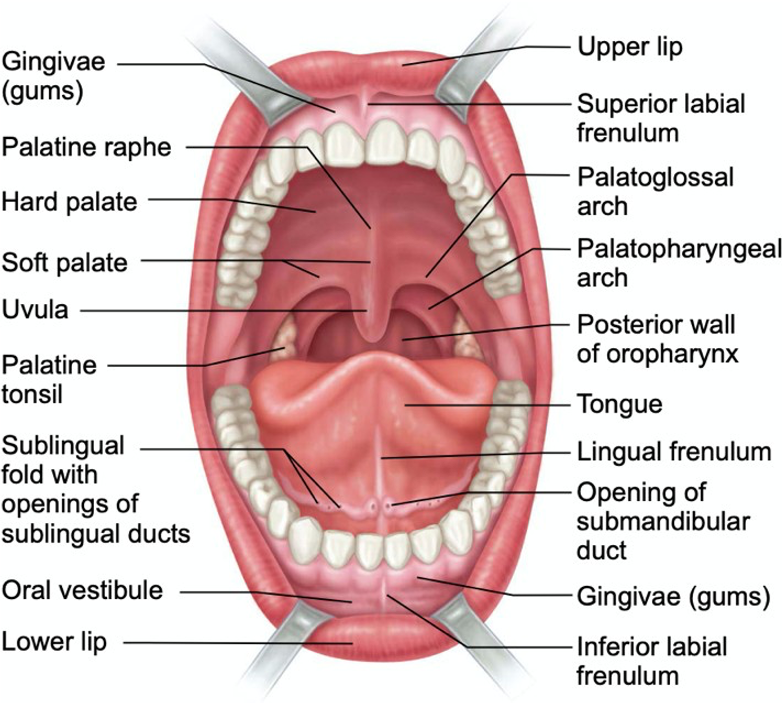 This diagram shows the structure of the mouth. The teeth, lips, tongue, gums and many other parts are labeled.