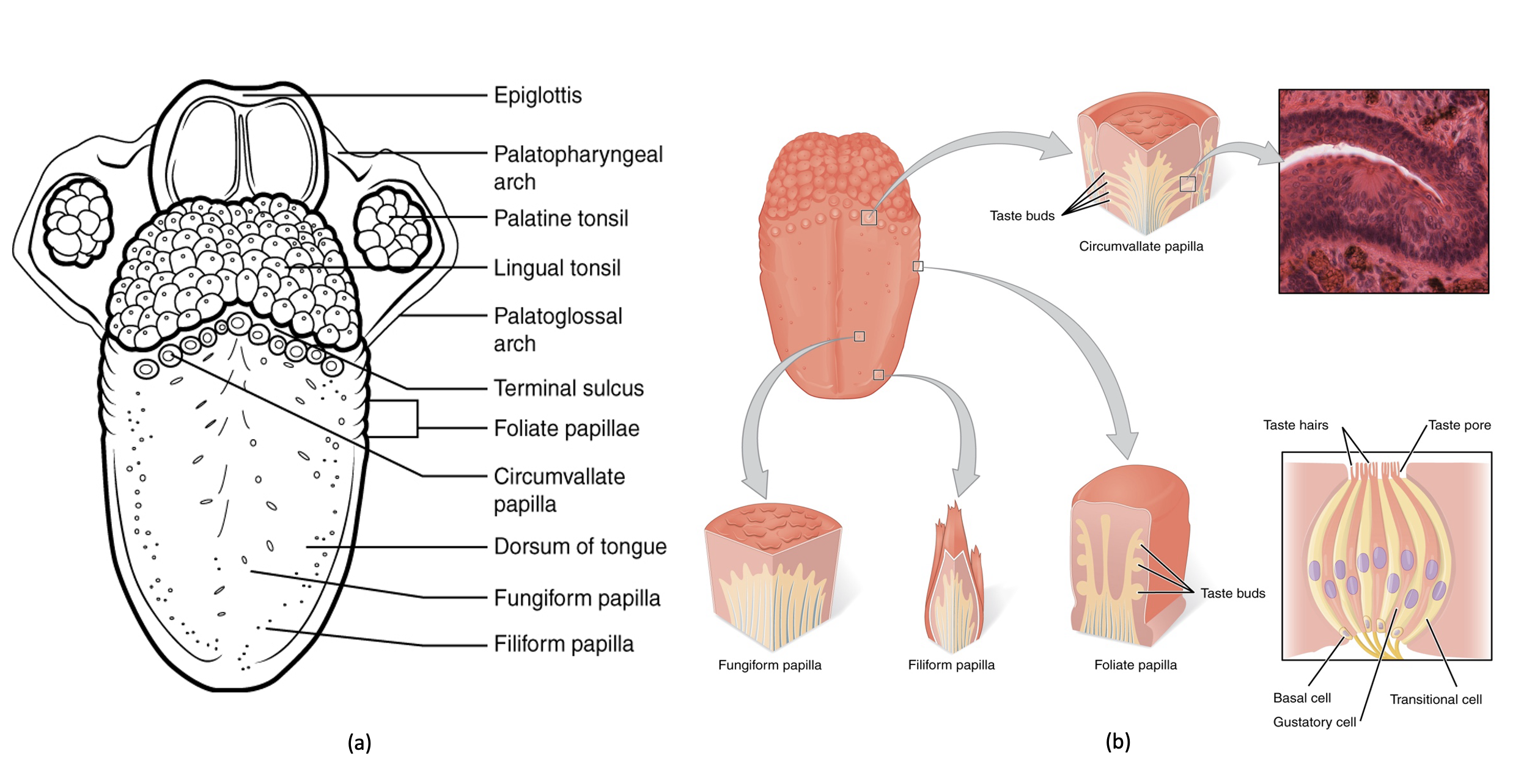 This diagram shows the structure of the tongue and different parts of the tongue are labeled, including the different types of papillae located on the top and sides of the tongue.