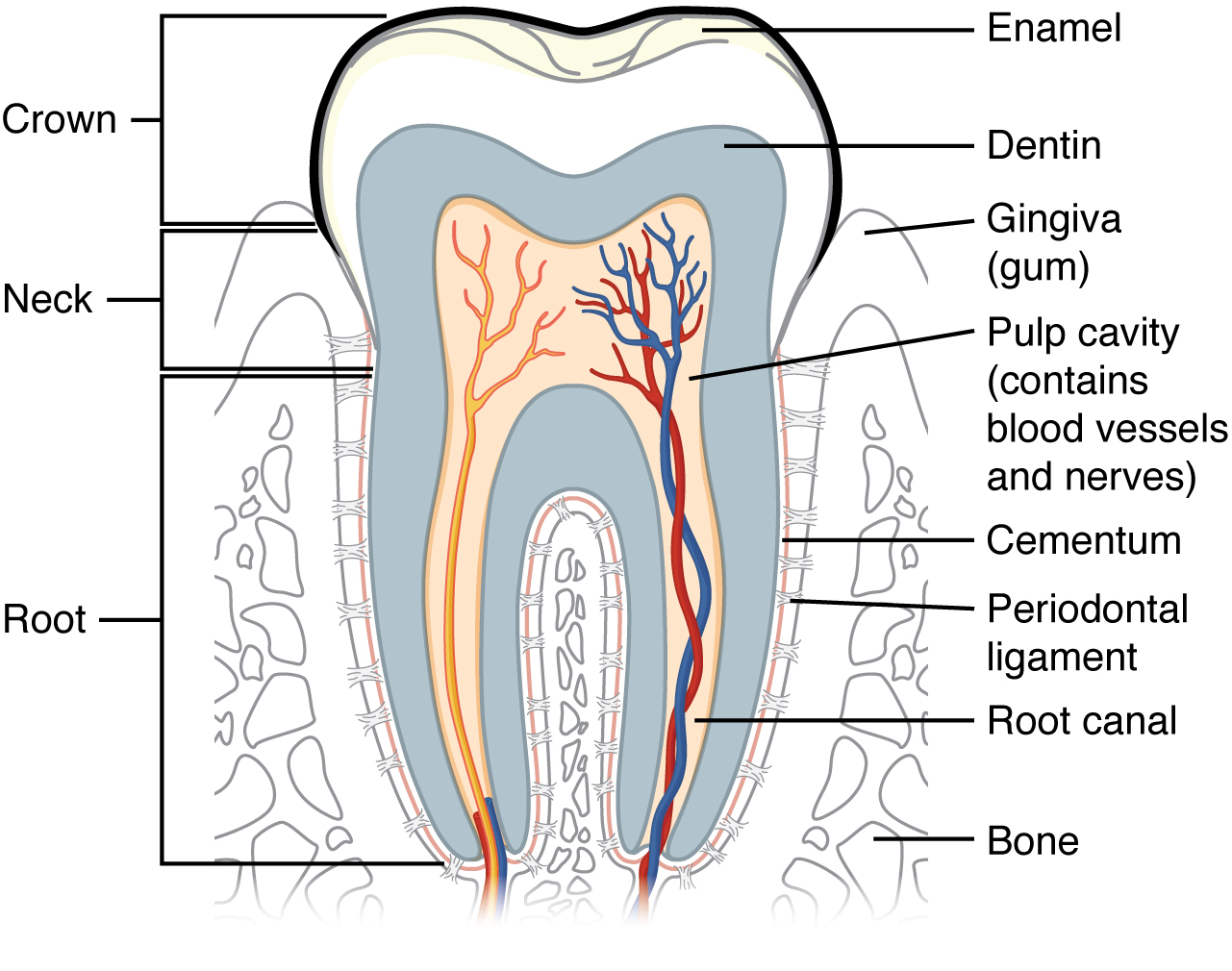 This diagram shows a cross-section of a human tooth elucidating its structure. The major parts of the tooth along with the blood vessels are shown.