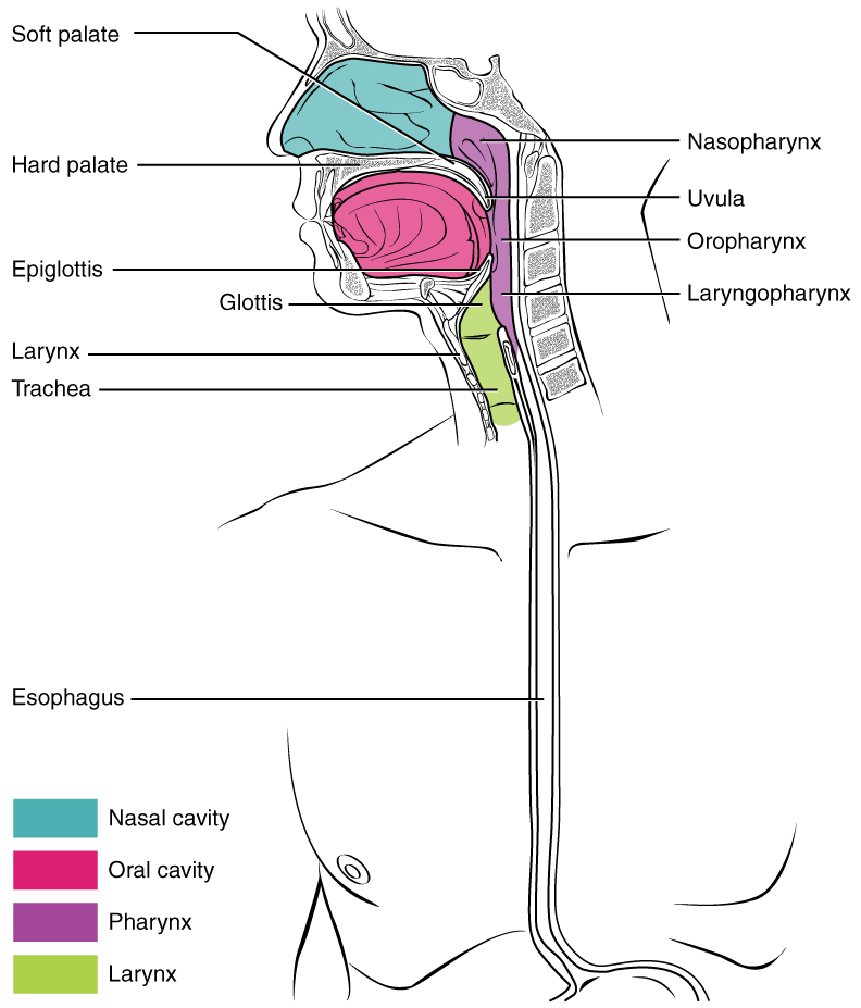 This color-coded diagram shows the cross-section of a human face and highlights the location of the pharynx, which runs from the nostrils to the esophagus and the larynx.