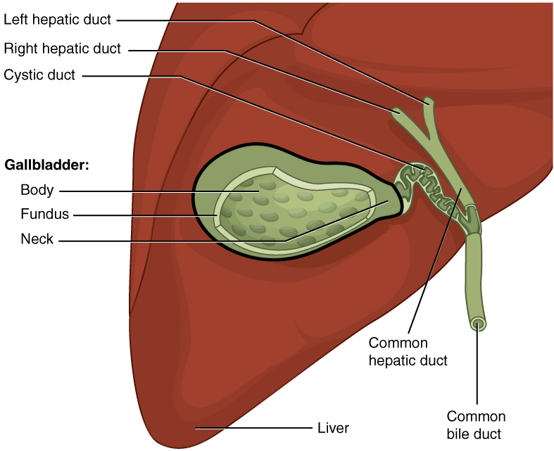 This figure shows the gallbladder, and its major parts are labeled. Its location is on the underside of the liver.